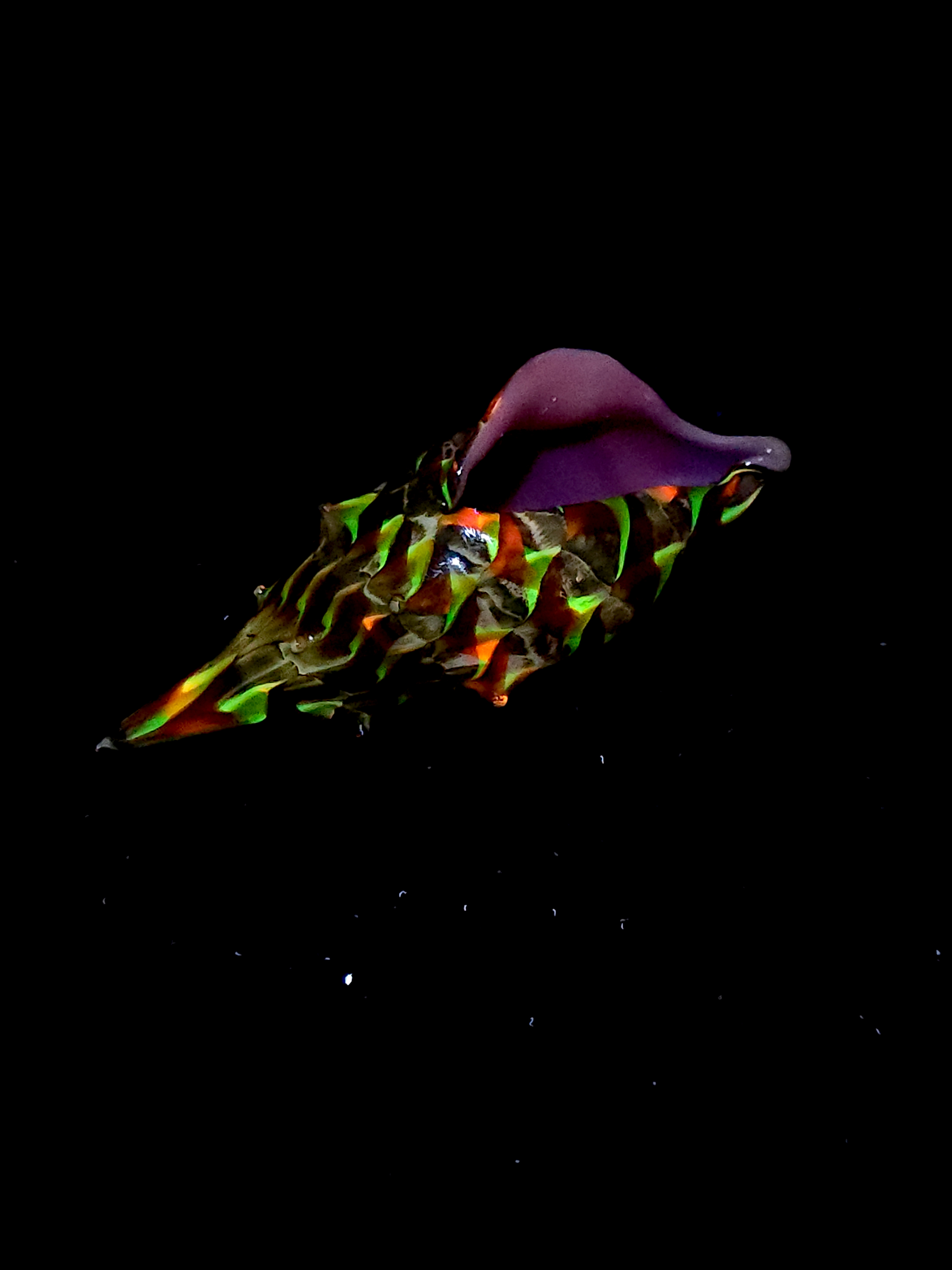 Seashell with uranium and cadmium UV luminescence