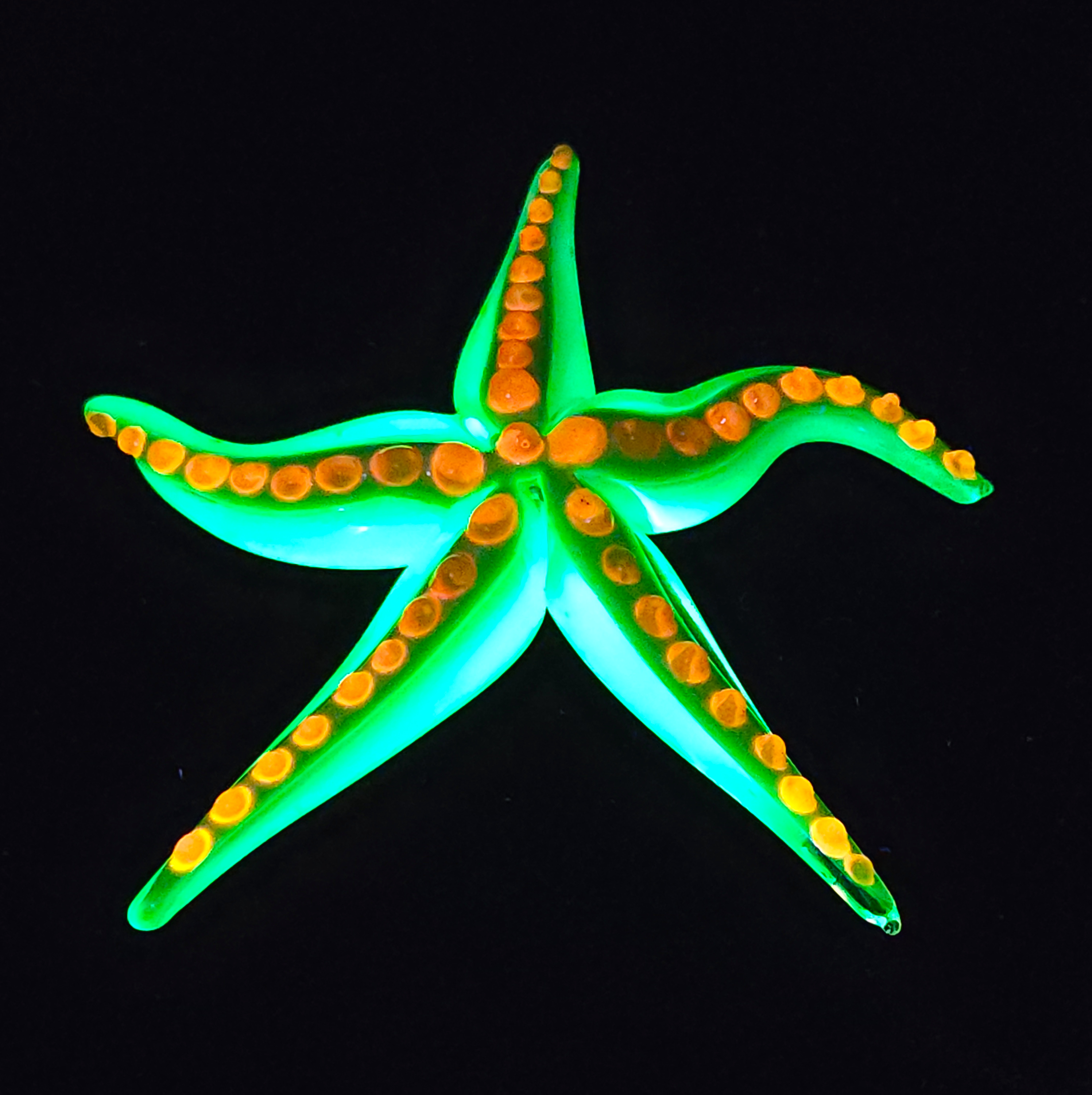 Starfish with uranium and cadmium UV luminescence