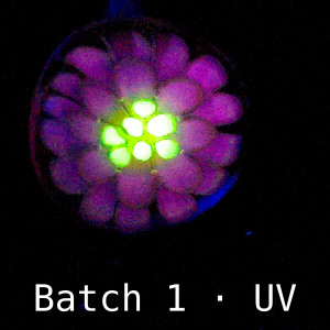 Test bloom of 2-tone UV Dahlia cane under 395 nm UV light: florets glow pink-violet around a bright green center