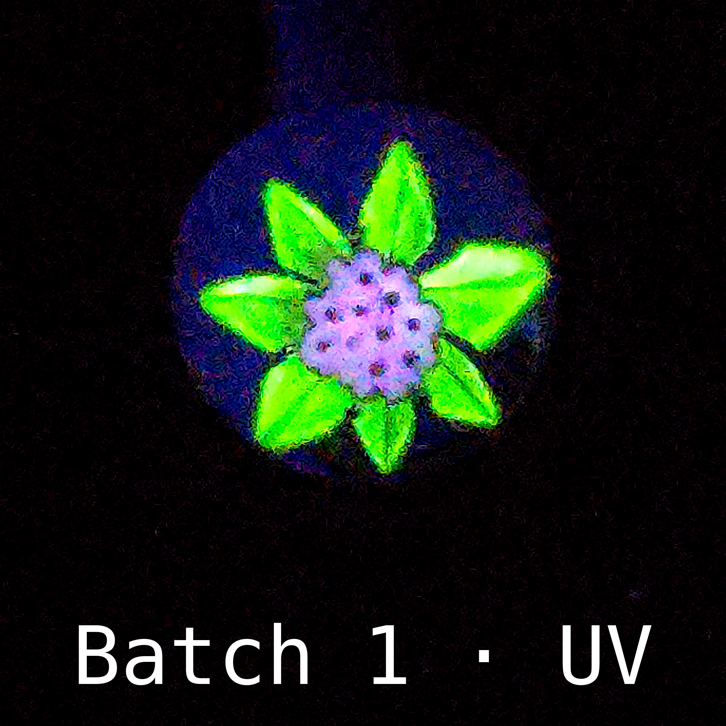 Test bloom of 2-tone UV Star cane under 395 nm UV light: petals glow bright green around a violet center with dark stamen dots