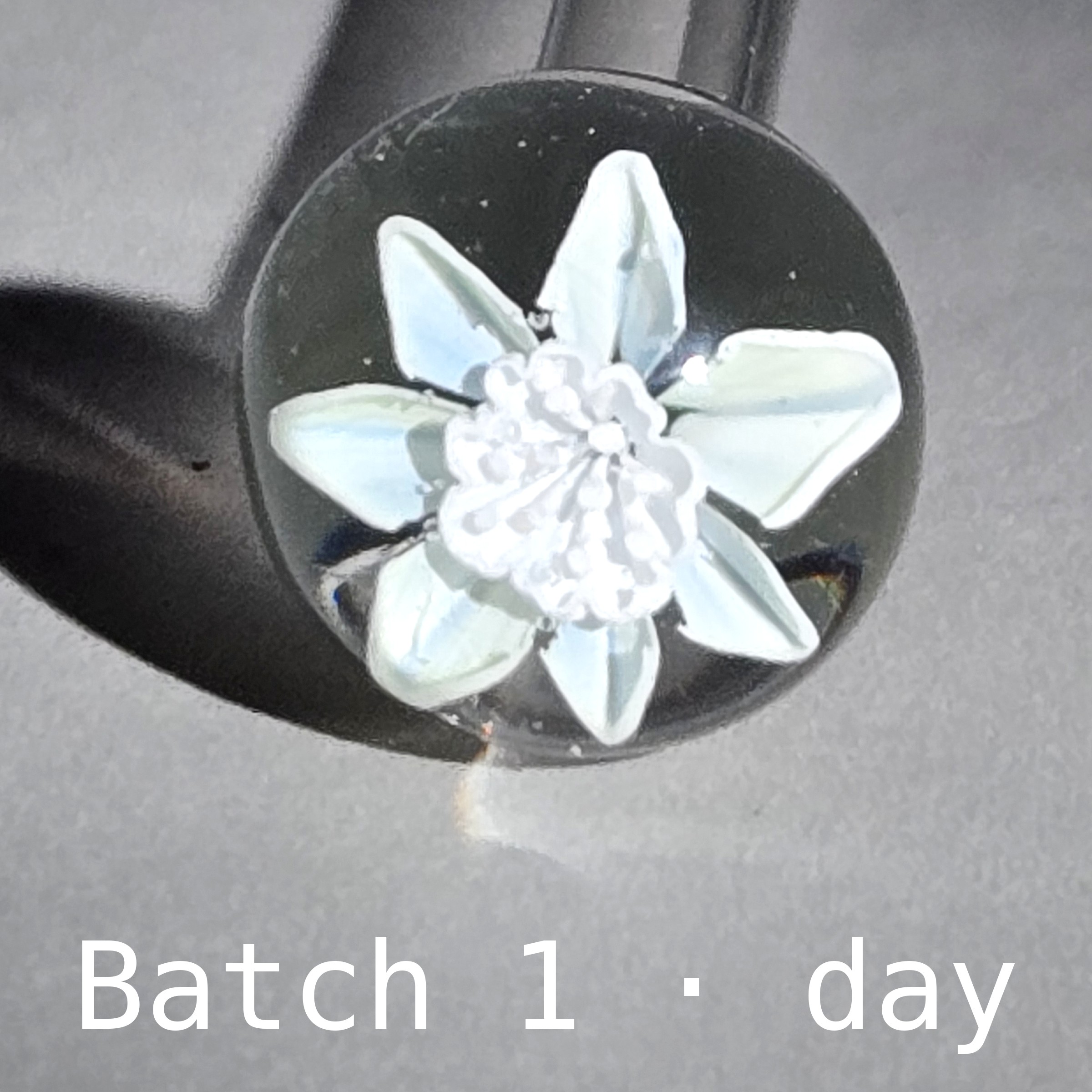 Test bloom of 2-tone UV Star cane in daylight: a near-white star flower in a clear borosilicate sphere