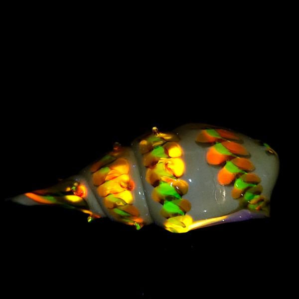 Seashell with uranium and cadmium UV luminescence